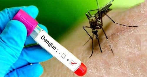 डेङ्गु सङ्क्रमितको सङ्ख्या १९ हजार नाघ्यो