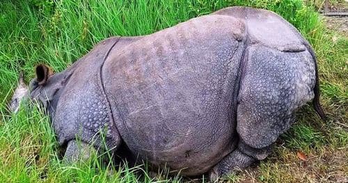 आठ महिनामा २० गैँडा मरे