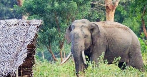 हात्तीको आक्रमणबाट झापामा एक जनाको मृत्यु