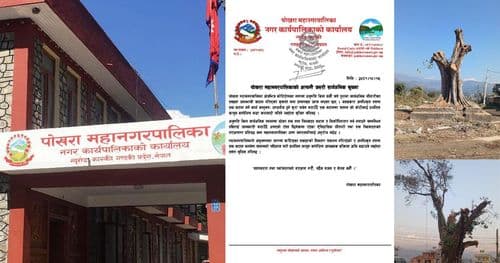 पोखरामा कोटिहोमका नाममा रुख कटान, विवरण संकलन गर्दै महानगर