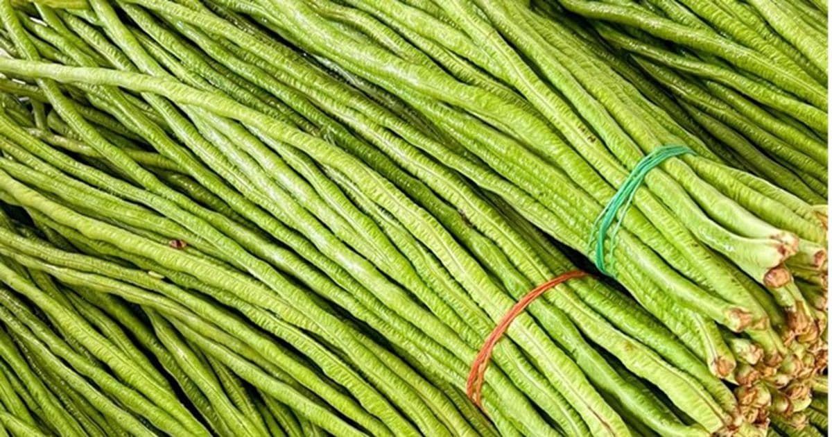 तने बोडीमा अत्याधिक विषादी भेटियो